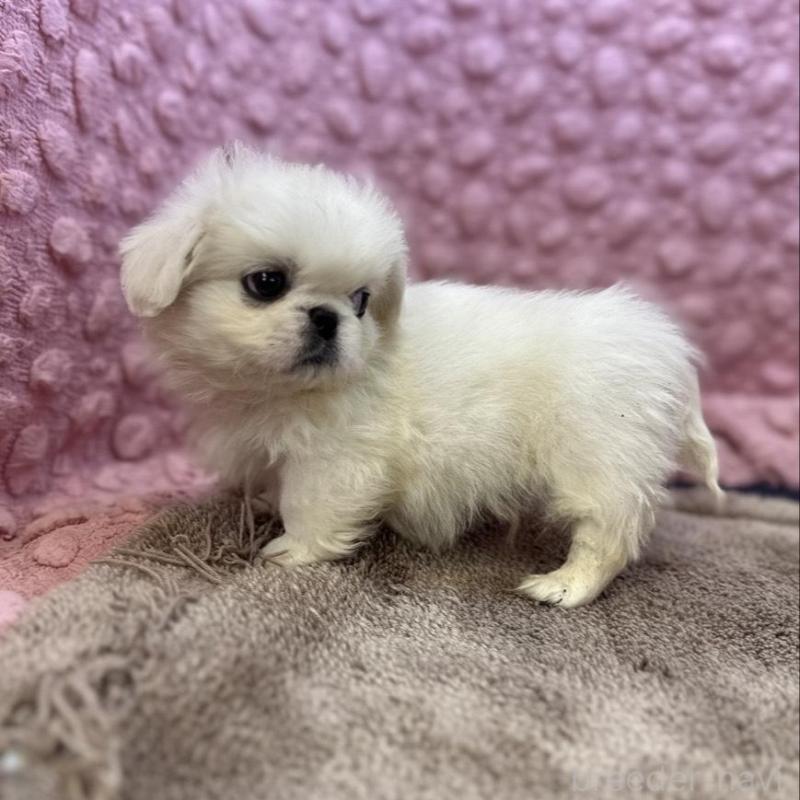 販売中の茨城県のペキニーズ-440712の4枚目