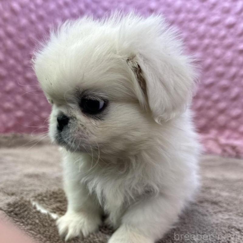 販売中の茨城県のペキニーズ-440712の3枚目