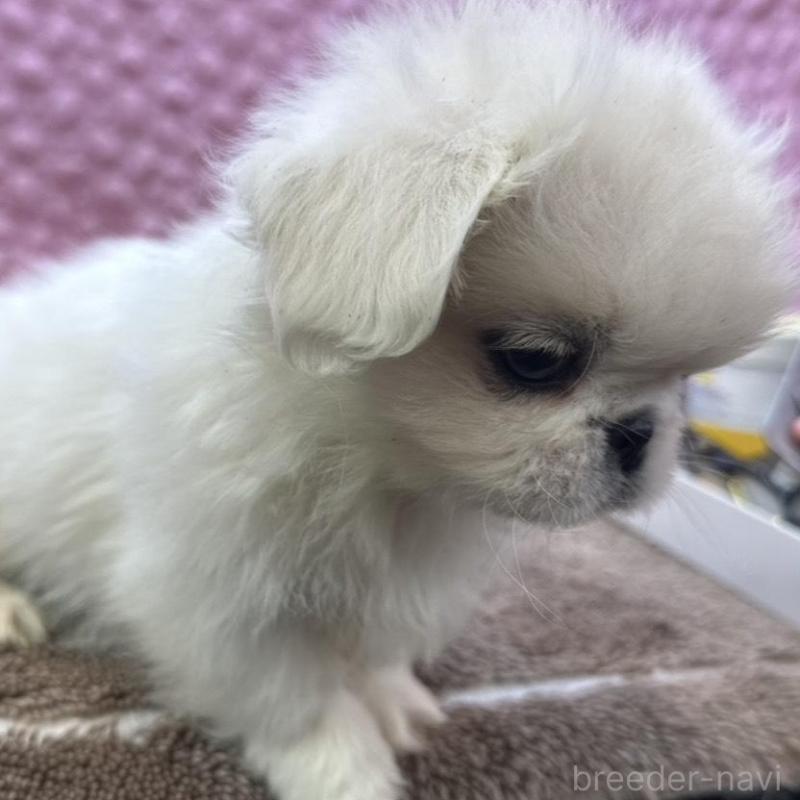 販売中の茨城県のペキニーズ-440712の2枚目