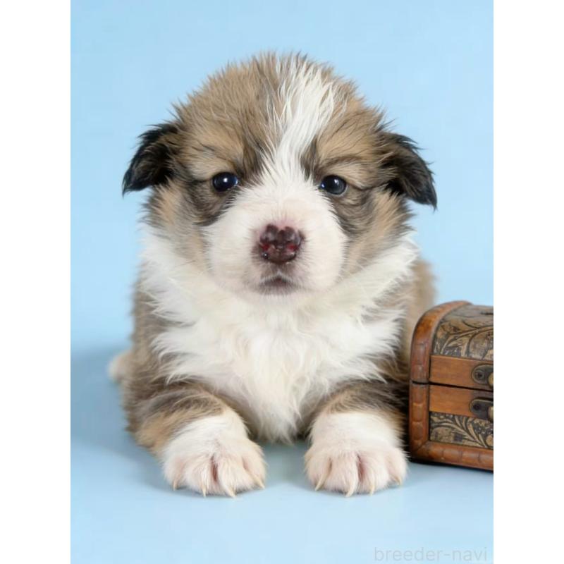 販売中の茨城県のウェルシュコーギーペンブローク-440713の4枚目