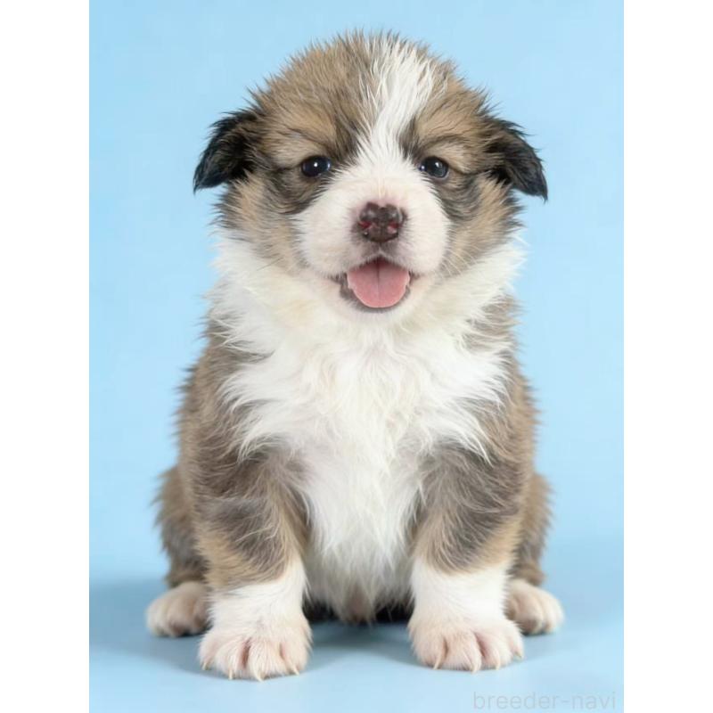 販売中の茨城県のウェルシュコーギーペンブローク-440713の3枚目