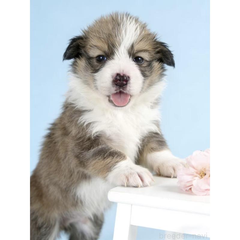 販売中の茨城県のウェルシュコーギーペンブローク-440713の2枚目