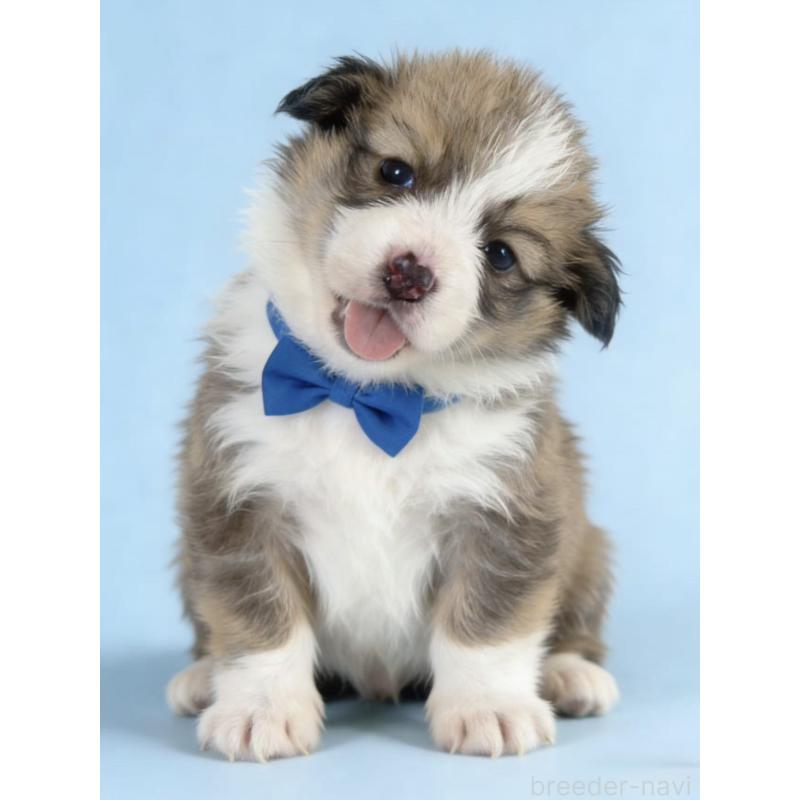 販売中の茨城県のウェルシュコーギーペンブローク-440713の1枚目