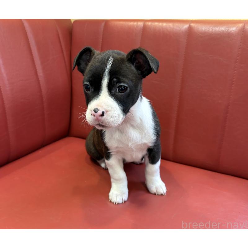 販売中の京都府のミックス犬-434220の4枚目