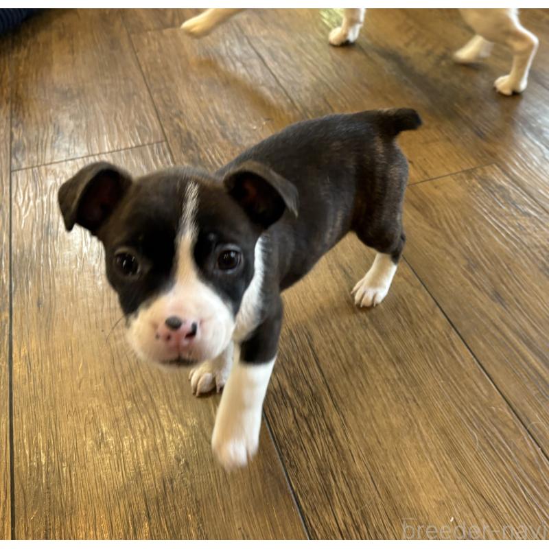 販売中の京都府のミックス犬-434220の2枚目