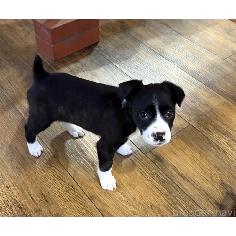 販売中の京都府のミックス犬-440714の1枚目