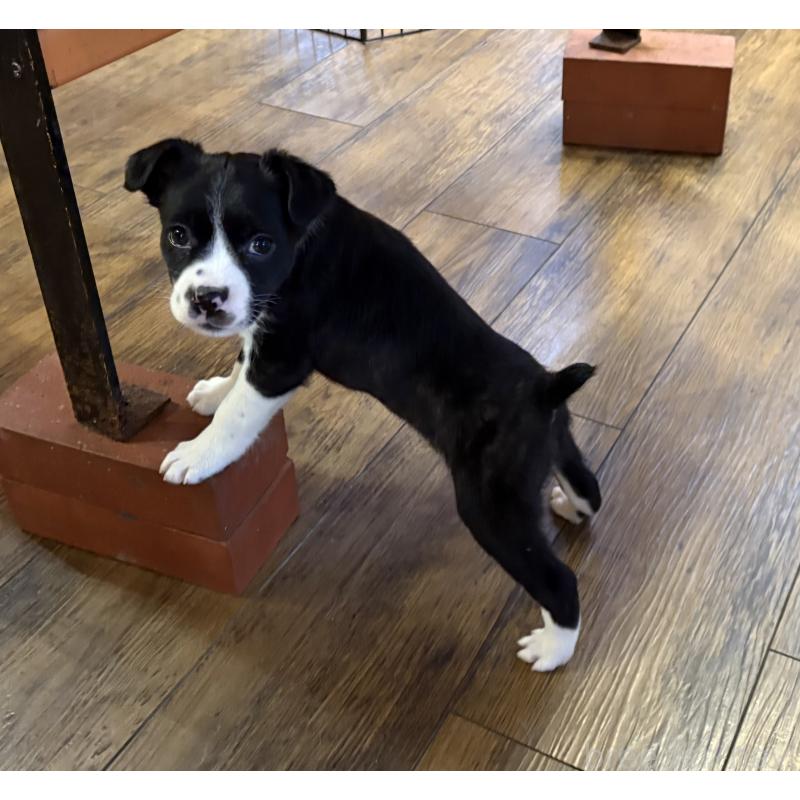 販売中の京都府のミックス犬-440714の3枚目