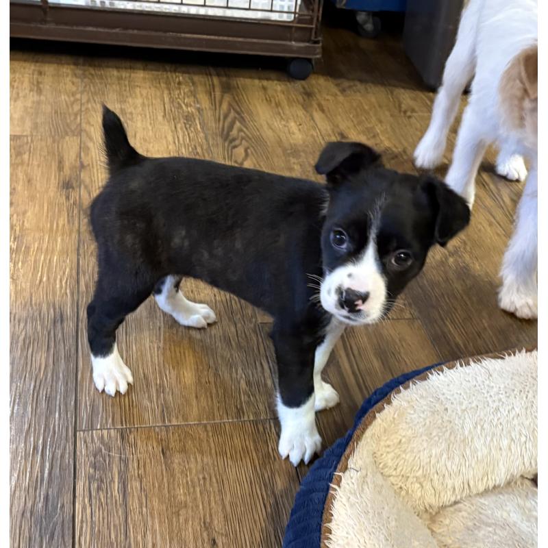 販売中の京都府のミックス犬-440714の2枚目