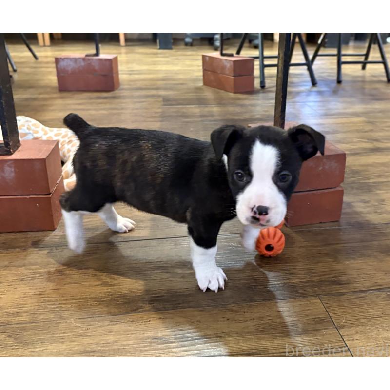 販売中の京都府のミックス犬-440715の4枚目