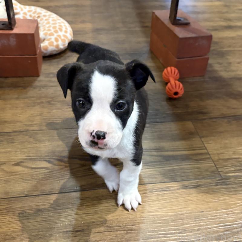 販売中の京都府のミックス犬-440715の3枚目