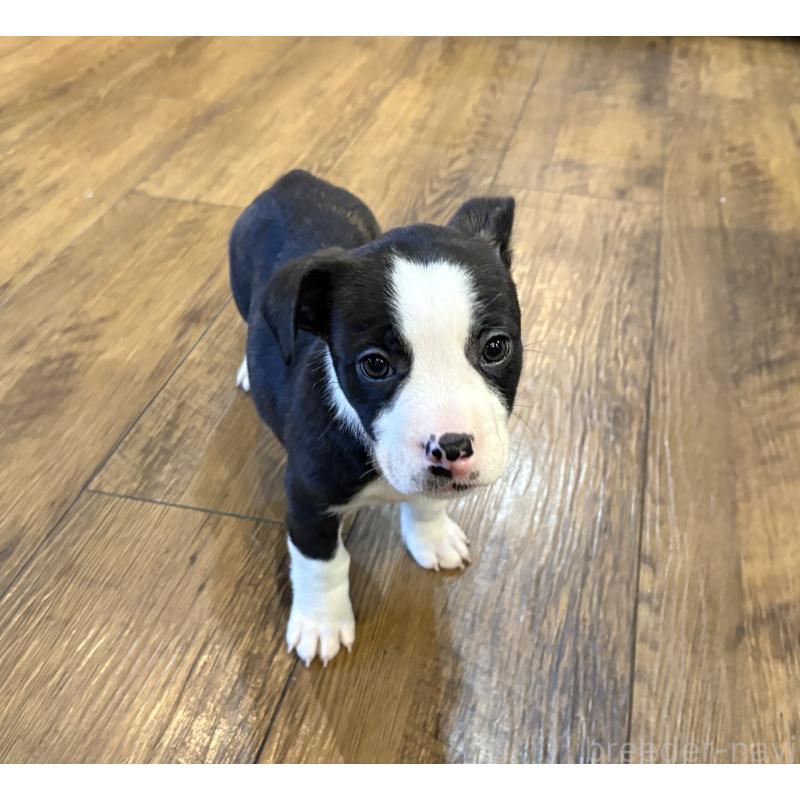 販売中の京都府のミックス犬-440715の2枚目