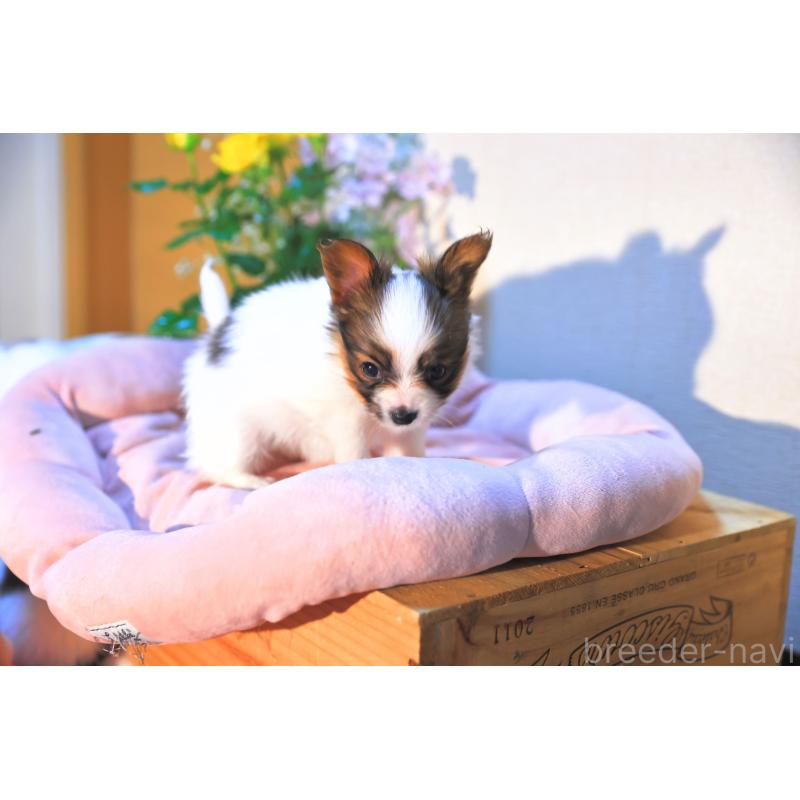 販売中の愛媛県のパピヨン-440716の6枚目