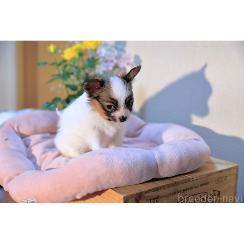 販売中の愛媛県のパピヨン-440716の4枚目