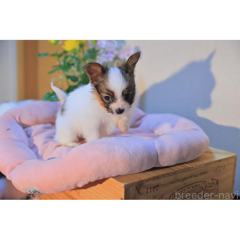 販売中の愛媛県のパピヨン-440716の3枚目