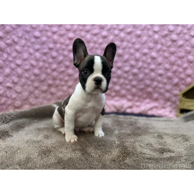 販売中の茨城県のフレンチブルドッグ-440717の12枚目