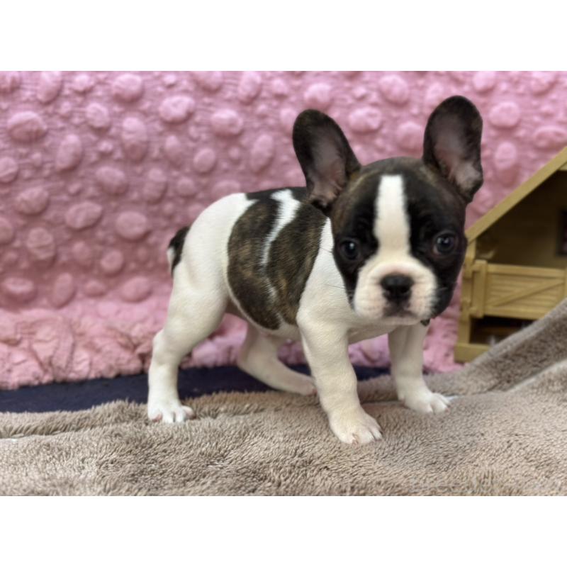 販売中の茨城県のフレンチブルドッグ-440717の10枚目