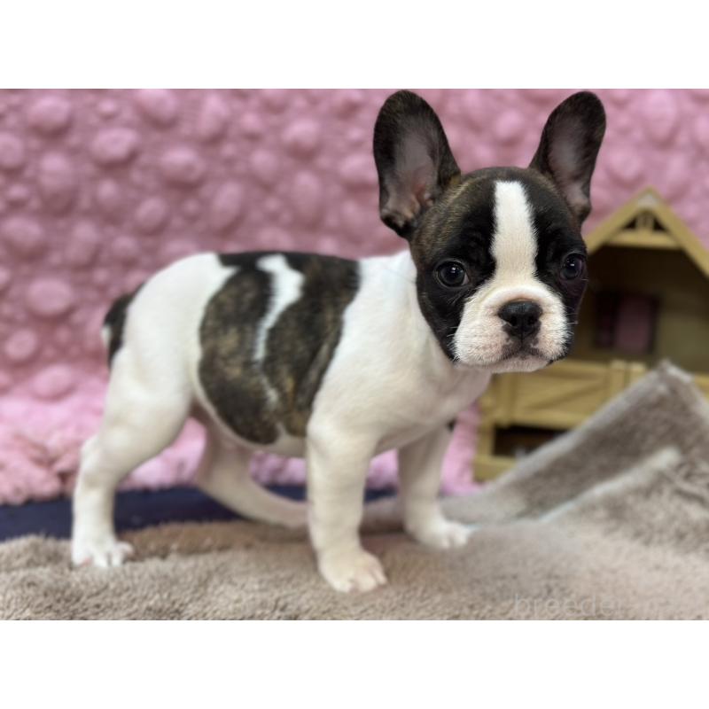 販売中の茨城県のフレンチブルドッグ-440717