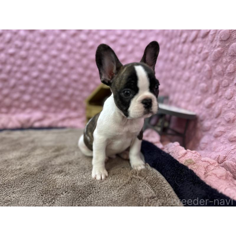販売中の茨城県のフレンチブルドッグ-440717の8枚目