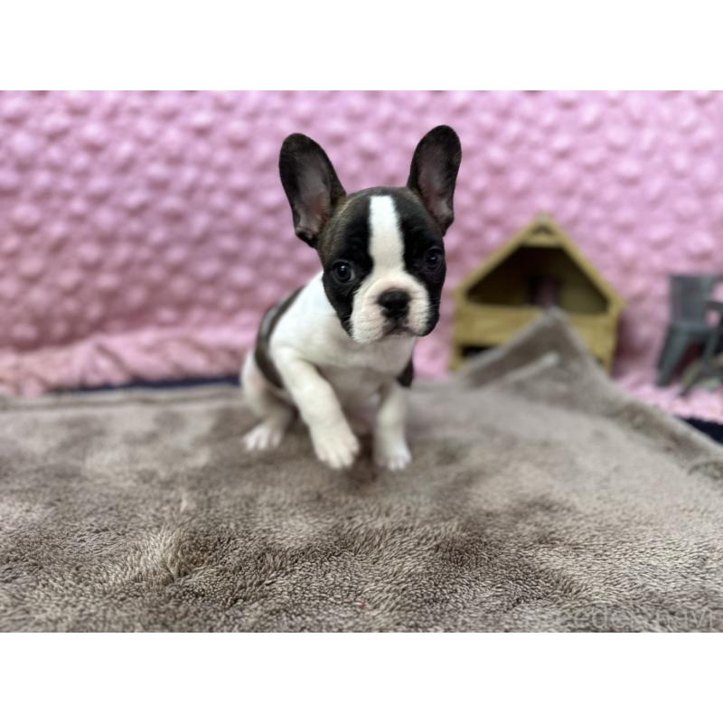 販売中の茨城県のフレンチブルドッグ-440717の4枚目