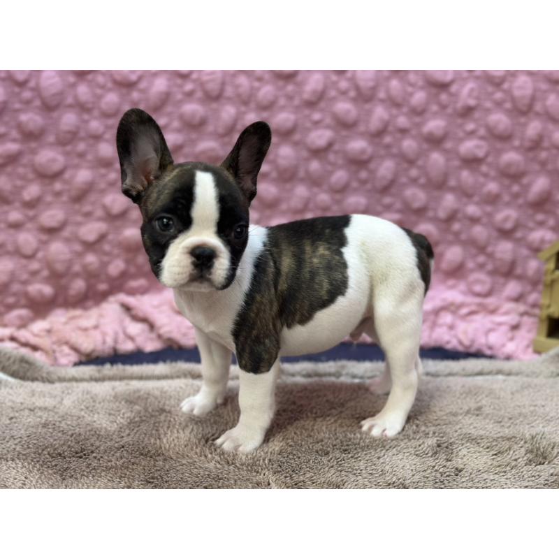 販売中の茨城県のフレンチブルドッグ-440717の3枚目