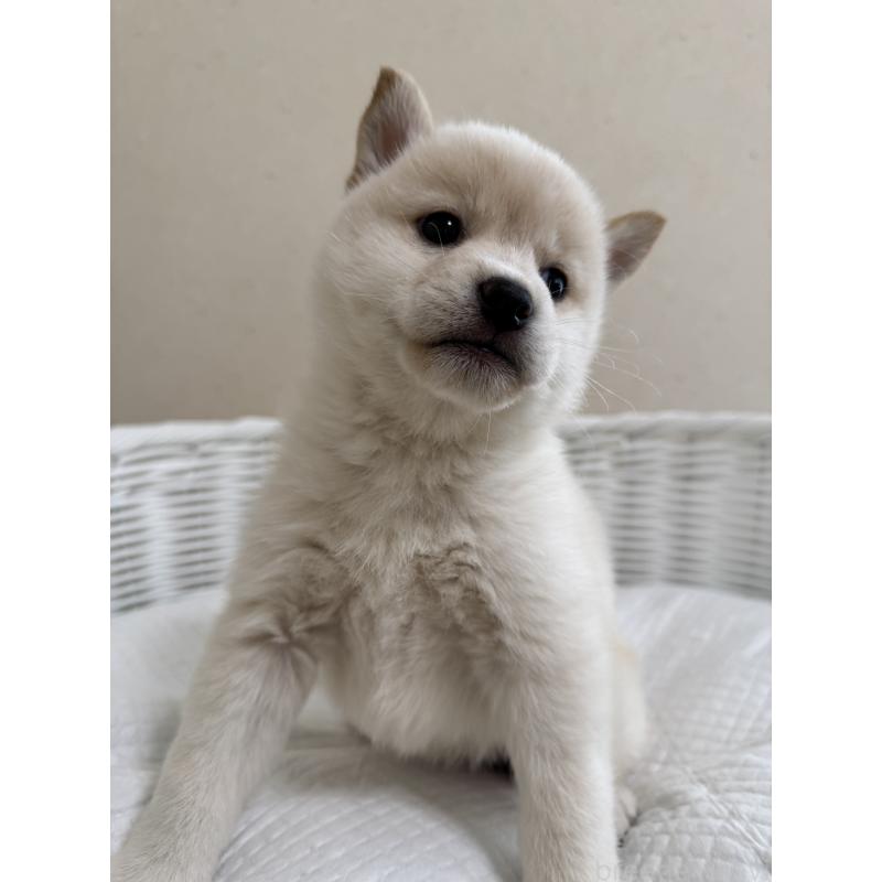 販売中の兵庫県の豆柴-440718の9枚目