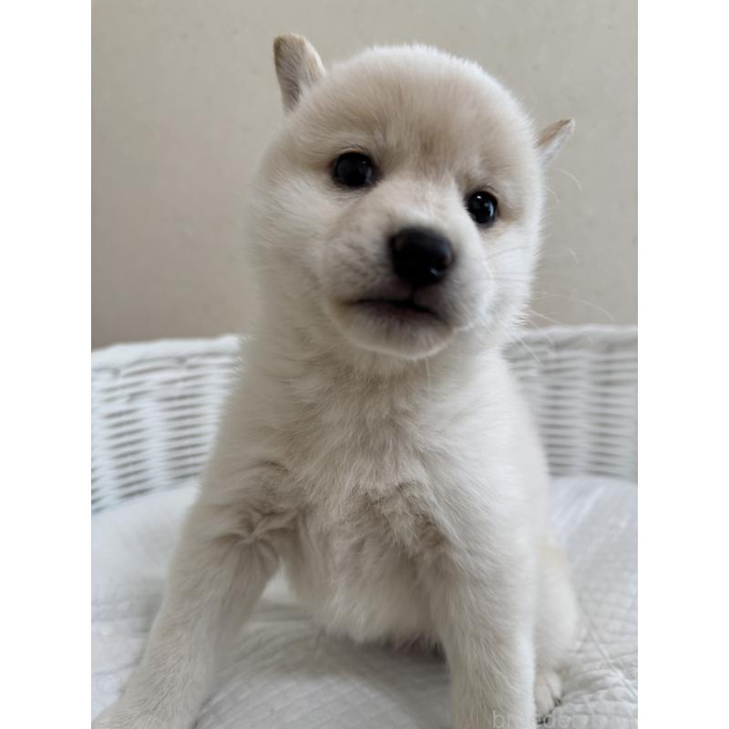 販売中の兵庫県の豆柴-440718の8枚目