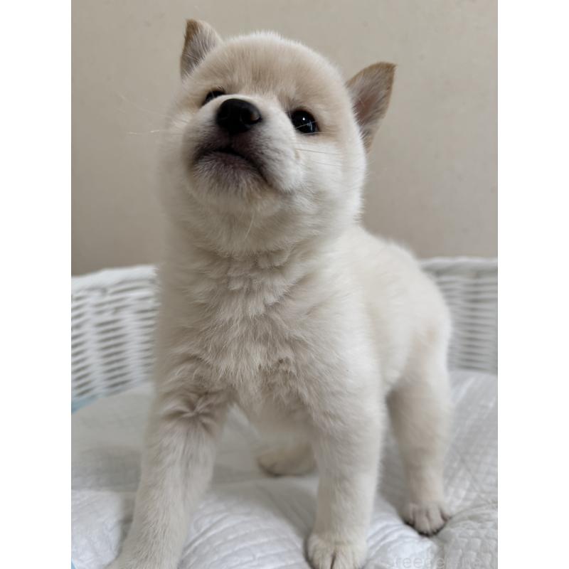 販売中の兵庫県の豆柴-440718の7枚目