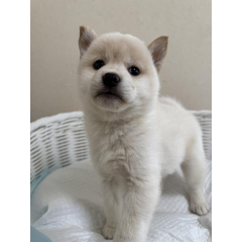 販売中の兵庫県の豆柴-440718の5枚目