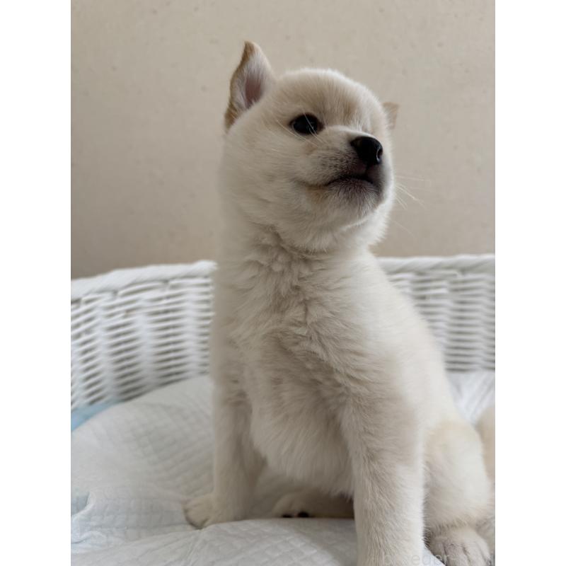 販売中の兵庫県の豆柴-440718の4枚目