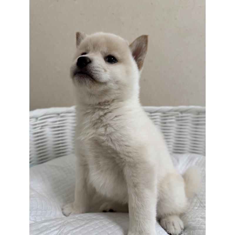 販売中の兵庫県の豆柴-440718の3枚目