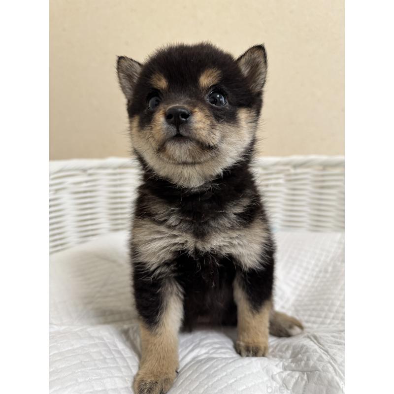 販売中の兵庫県の豆柴-440720