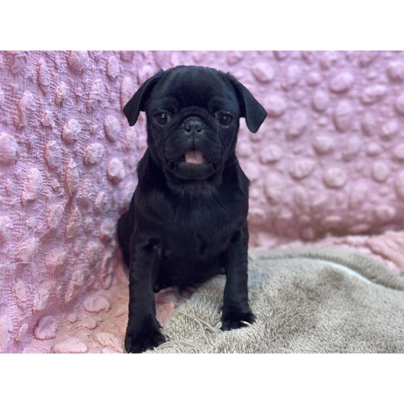 販売中の茨城県のパグ-440719の14枚目