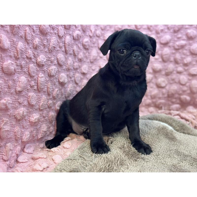 販売中の茨城県のパグ-440719の12枚目