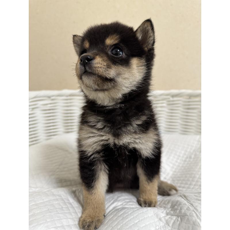 販売中の兵庫県の豆柴-440720の10枚目