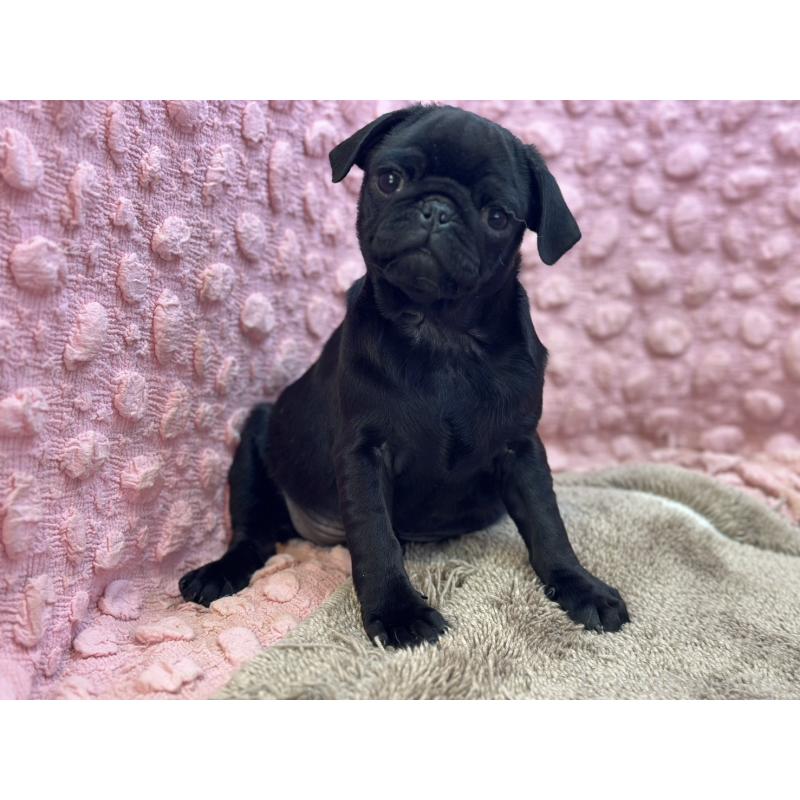 販売中の茨城県のパグ-440719の11枚目