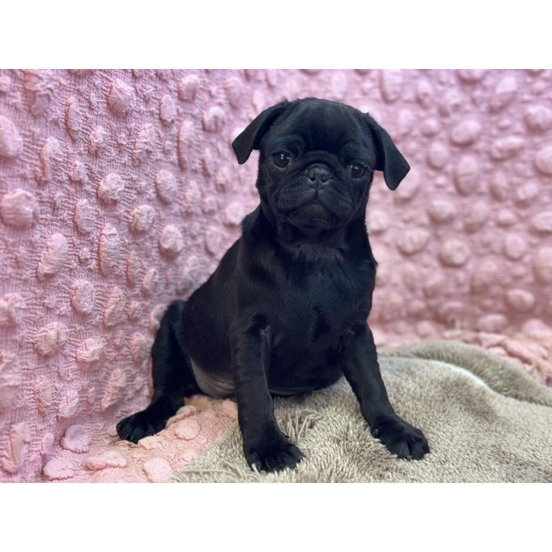 販売中の茨城県のパグ-440719の10枚目