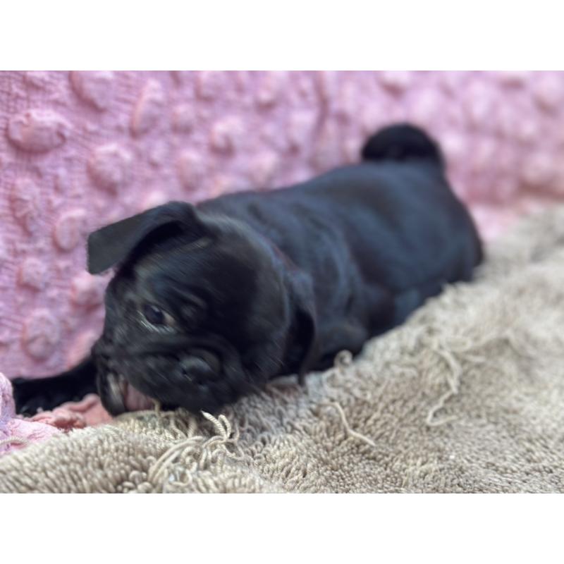 販売中の茨城県のパグ-440719の9枚目