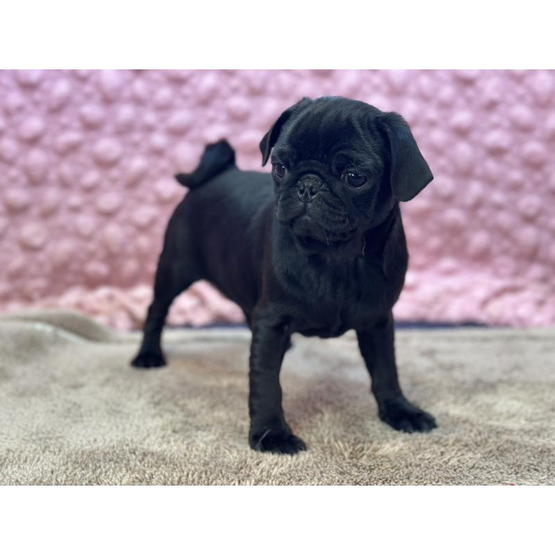 販売中の茨城県のパグ-440719