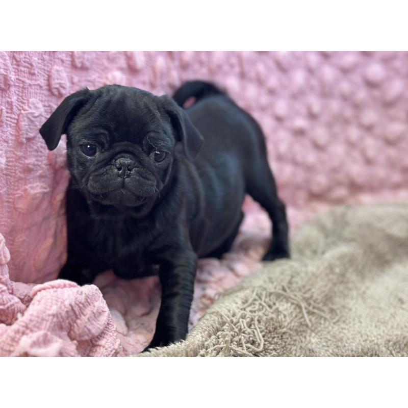 販売中の茨城県のパグ-440719の8枚目