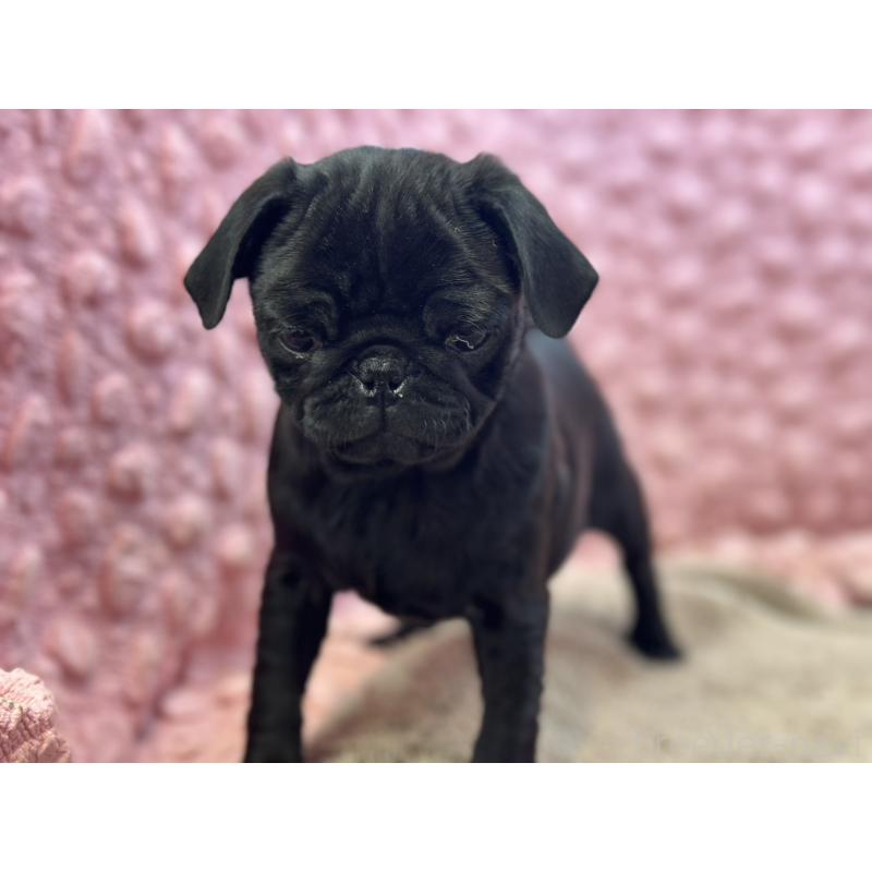 販売中の茨城県のパグ-440719の7枚目