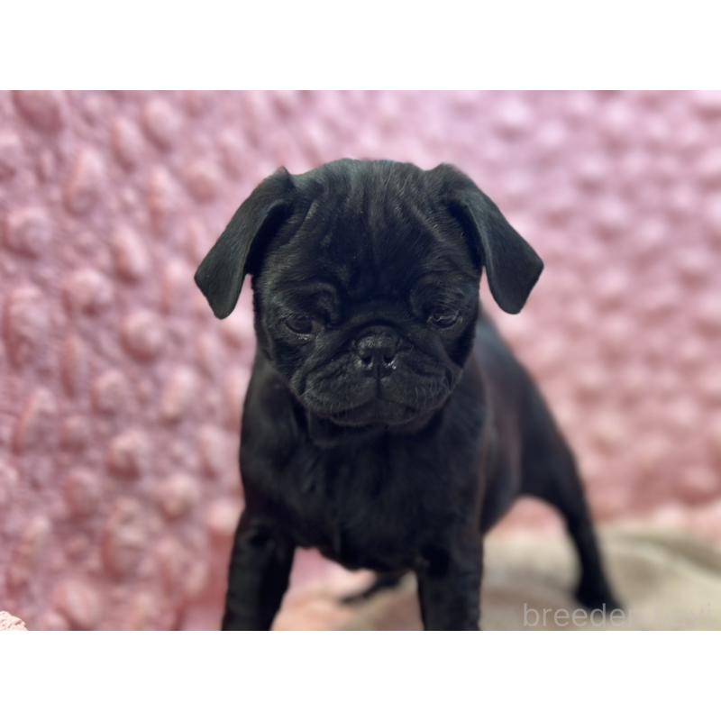 販売中の茨城県のパグ-440719の6枚目