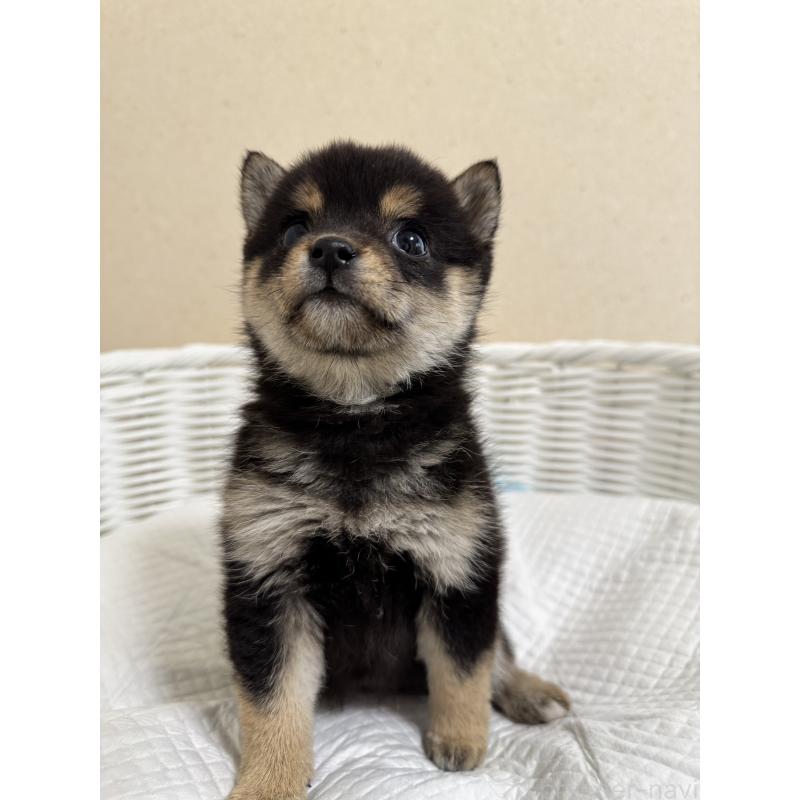 販売中の兵庫県の豆柴-440720の8枚目