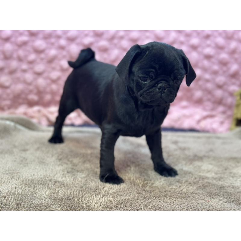 販売中の茨城県のパグ-440719の5枚目