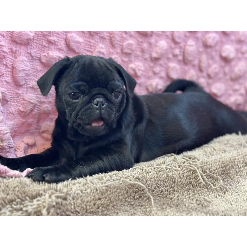 販売中の茨城県のパグ-440719の3枚目