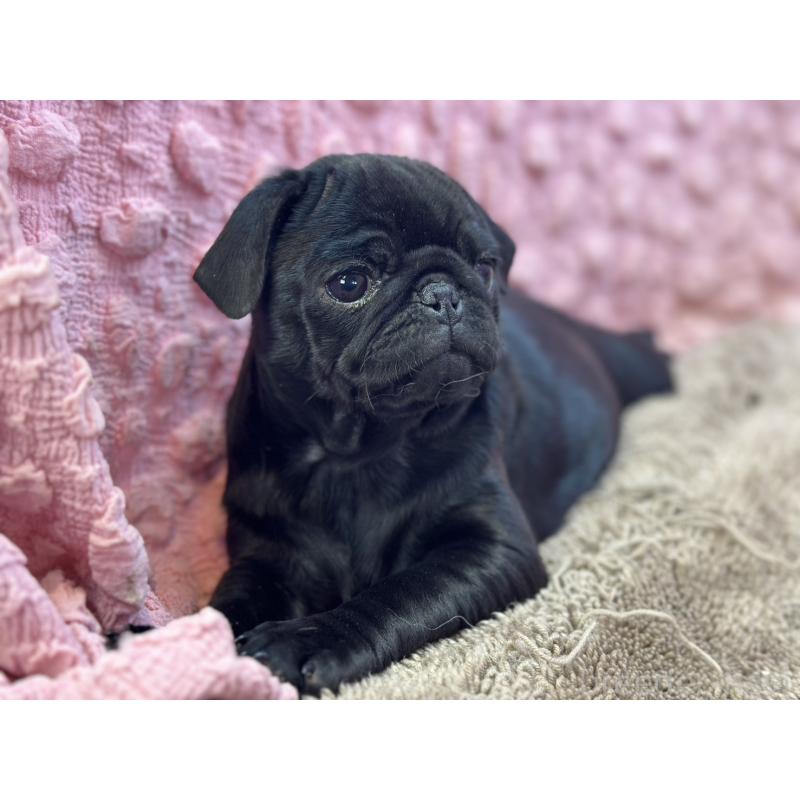 販売中の茨城県のパグ-440719の4枚目