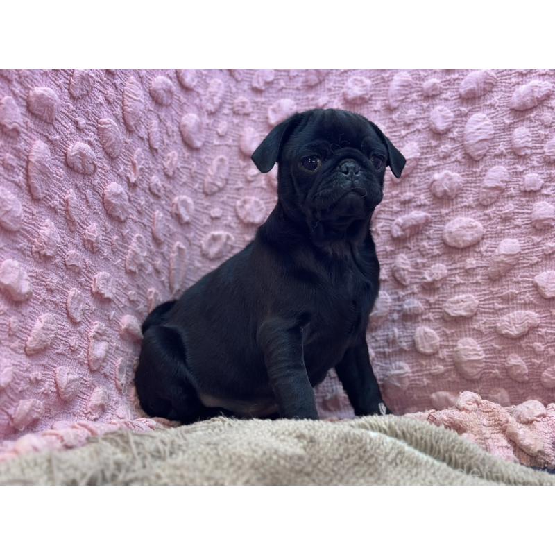 販売中の茨城県のパグ-440719の2枚目