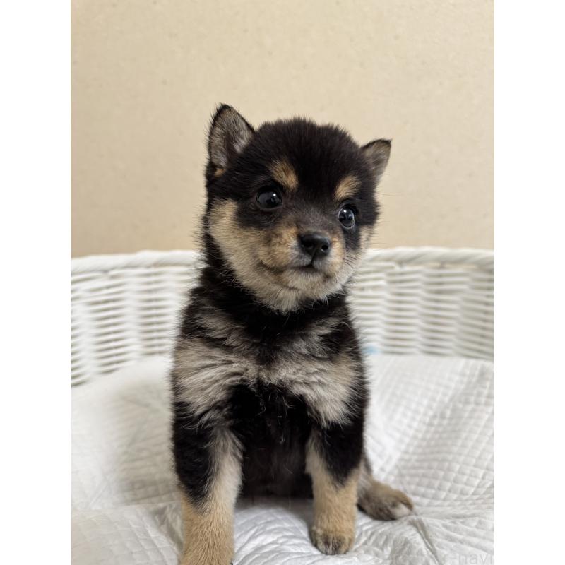 販売中の兵庫県の豆柴-440720の7枚目