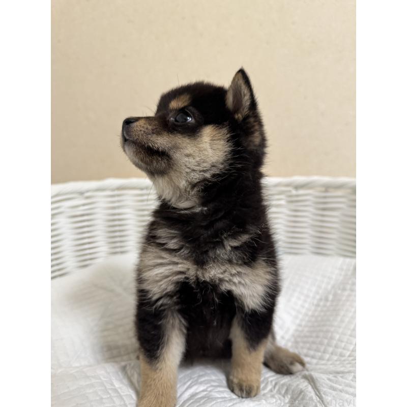 販売中の兵庫県の豆柴-440720の6枚目