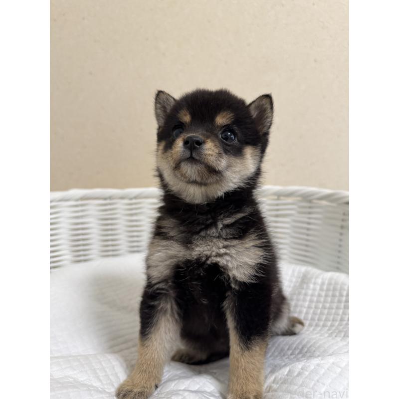 販売中の兵庫県の豆柴-440720の5枚目