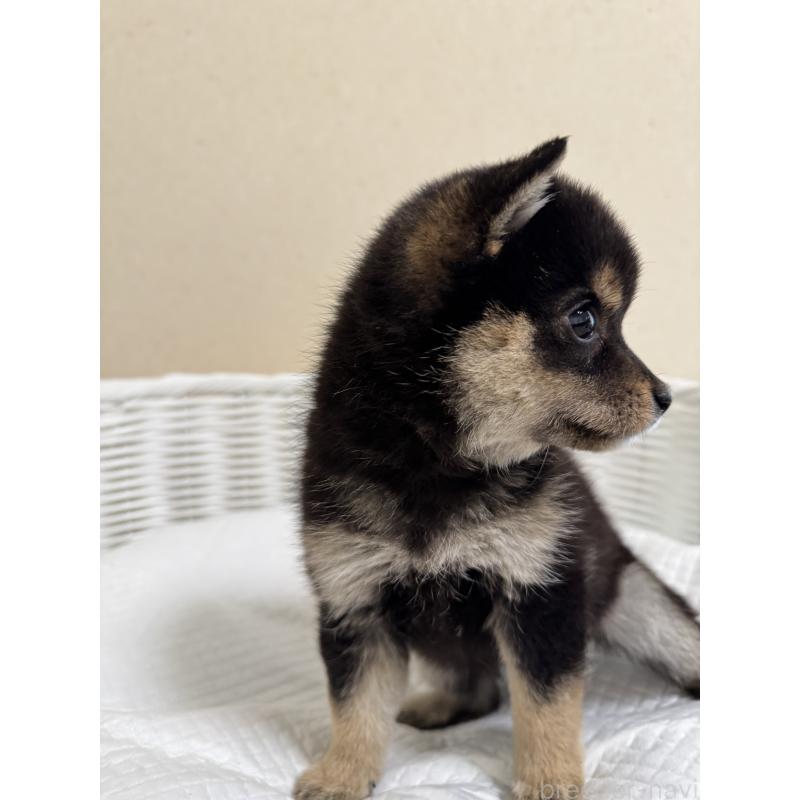 販売中の兵庫県の豆柴-440720の4枚目